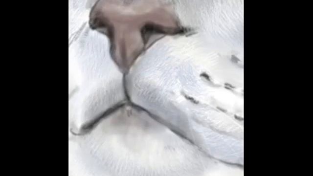 Blog Cats on Rimsky Korsakov смотреть онлайн