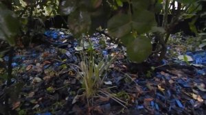 Компаньоны для роз в моём саду август 2019.