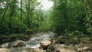 Нападение медведя или предательство друга.Аудио рассказы.?????истории из жизни.