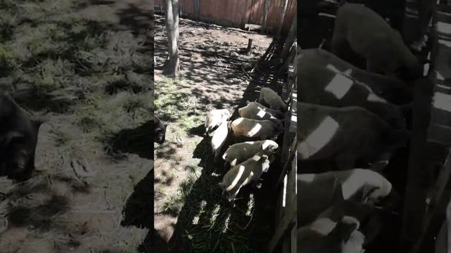 Венгерская Мангалица обзор хозяйства.