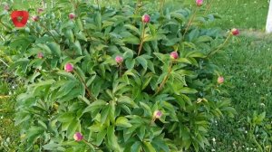 Na ovaj način vaš božur će biti najljepši u ulici - važni savjeti