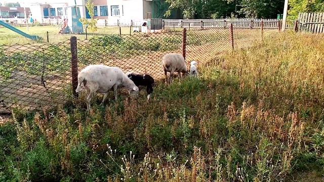 Пополнение в хозяйстве и забой барана смотреть онлайн