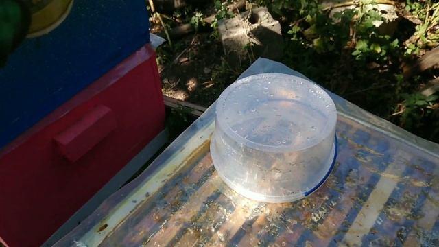 масштабный эксперимент по зимовке пчёл ч 4. ставим муравьинку. смотреть онлайн