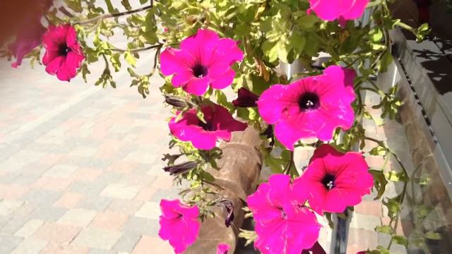 Петуния dance смотреть онлайн