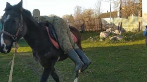 Объездка жеребца