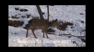 Пятнистая краснокнижная прелесть родилась в Приморском Сафари-парке!!!