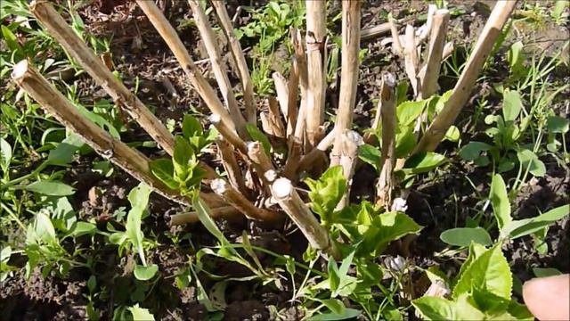 Как перезимовали растения в моём саду. Костромская область съемка 13 июня. смотреть онлайн