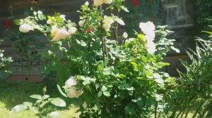 Розы Остина: Scepter'd Isle,Принцесса Александра Кентская, Wollerton old Hall.