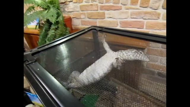 Какой он контактный зоопарк ? смотреть онлайн