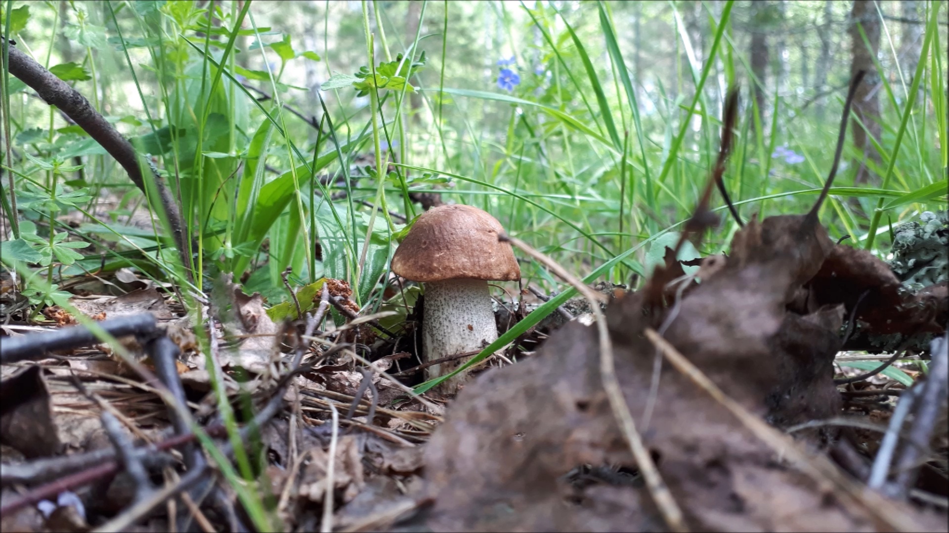 БЛАГОРОДНЫЕ ПОШЛИ! МОЩНАЯ ВОЛНА ПОДБЕРЁЗОВИКОВ! Грибы смотреть онлайн