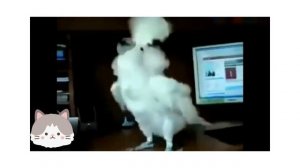 СмеШные ЖивОтные до Слёз ? ТОПовая подборка под музыку