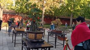 Парк Цзиншань в Пекине_Скульптуры из Цветов/ Выставка фруктовых деревьев（景山公园）