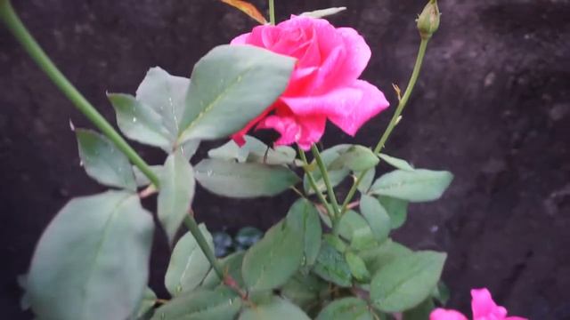 Hybrid Tea Roses (Pink & Striped) смотреть онлайн