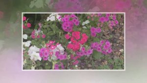 Однолетние флоксы Друммонда в моем саду. Неприхотливые цветы: выращивание, виды, сорта.