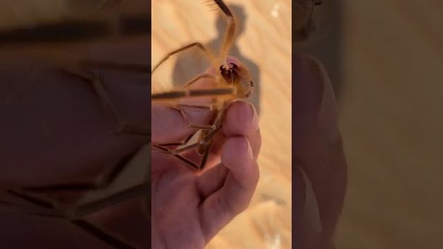 Camel Spiders Myths #shorts