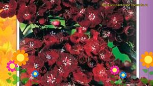 Гвоздика турецкая Нигриканс. Краткий обзор, описание характеристик dianthus barbatus