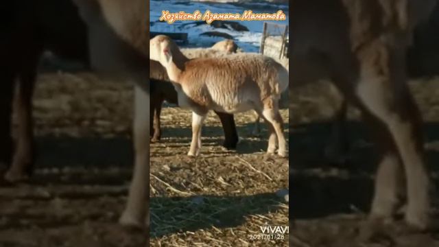 Арашанские овцы | Хозяйство Азамата Маматова Чуй.обл с.Сокулук Кыргызстан📲 +996 555 102 910 | араша