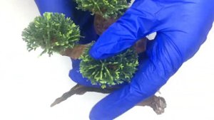 Корч, натуральне дерево Бонсай з зеленню/ Коряга, натуральное дерево Бонсай с зеленью