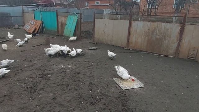 Содержание свиней уток курей гусей . Причина по которой мы отписываемся от популярных блогеров смотреть онлайн