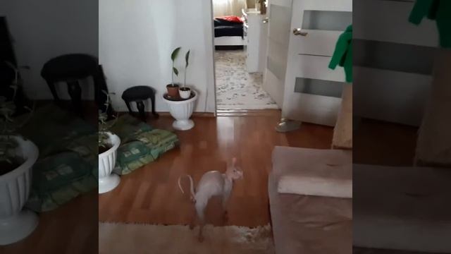 семейная пара сфинксов. смотреть онлайн