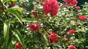 Лами дэ Жардан