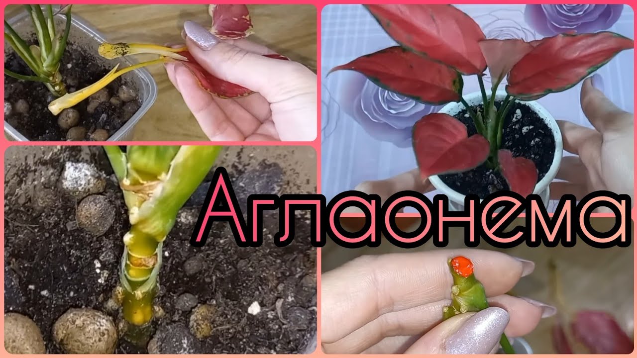 ЖЕЛТЕЕТ ствол у АГЛАОНЕМЫ и отваливаются листья?Причина?Решение проблемы?Наращивание новых корней