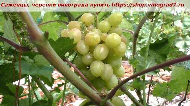 24 июля- окрашивание ГФ винограда Соперник- он ранний и с мускатом, ждем вкусняшку с нетерпением.