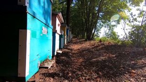 Моё ПЧЕЛОВОДСТВО сезон 2021, Качаем МЕД, быт ПЧЕЛОВОДА на кочёвке, ВСЁ САМОЕ интересное за этот год