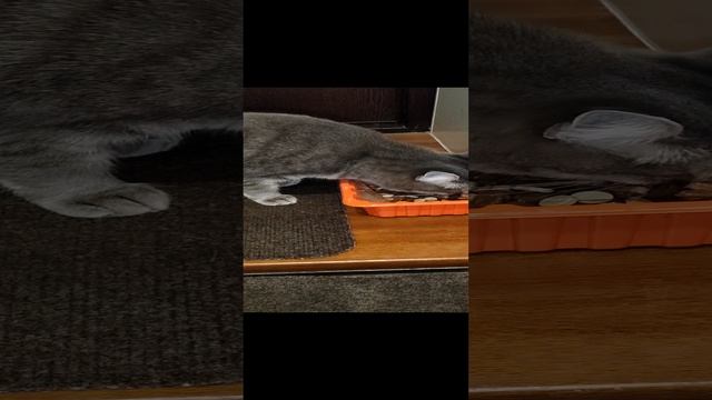 Кошачья реальность