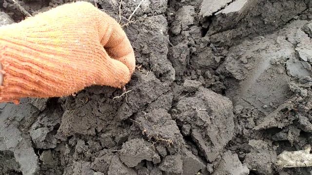 Февраль-время подкормить нашу ежевику! смотреть онлайн