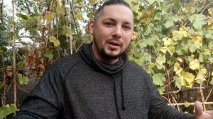 ОСЕННИЙ ВЛАГОЗАРЯДНЫЙ ПОЛИВ ВИНОГРАДА КОГДА И СКОЛЬКО