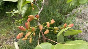 Знаете как растут фисташки?