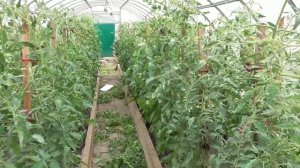 Новинки томатов 2023. Томат Сладкая свекла. Обзор куста и листьев в теплице 27 мая.