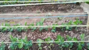 Подвязка гороха в открытом грунте