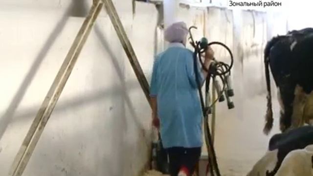 От холода страдают и животные. Какие меры фермеры принимают для защиты крупного рогатого скота смотреть онлайн