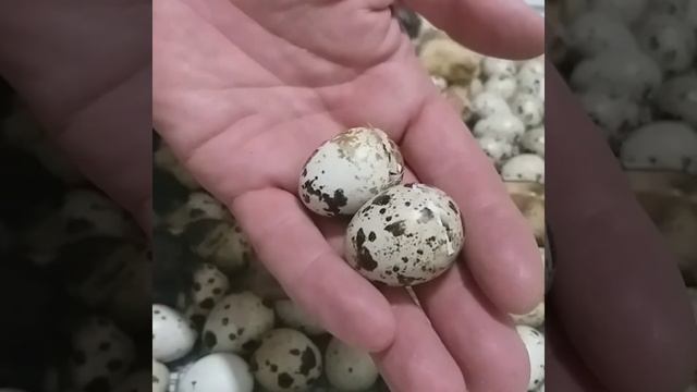 Вылупление перепелят для начинающих.Перепелята вылупились.(Wachtelküken schlüpfen)