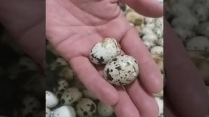 Вылупление перепелят для начинающих.Перепелята вылупились.(Wachtelküken schlüpfen)