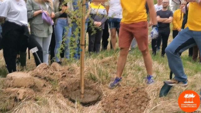 Посадка аллеи из Ивы “Памяти Миндовского” в п. “Удачное”, Тверская область