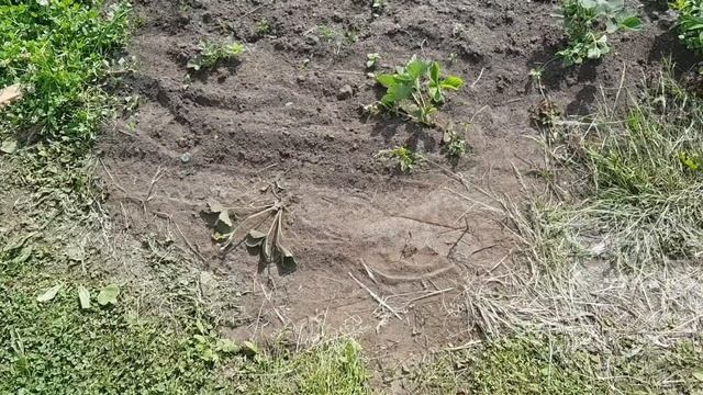 ?ДАЧА. ?♂️?♀️ПЛОЩАДКА ДЛЯ БАССЕЙНА INTEX 457×122 смотреть онлайн