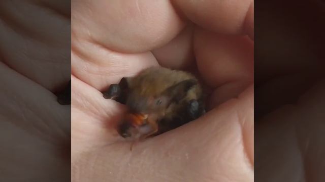 Летучая мышь. Нетопырь Куля. Самый мелкий в помет...на реабилитации :) смотреть онлайн