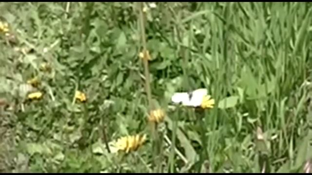 замедленный полет  бабочки slow flying butterflies