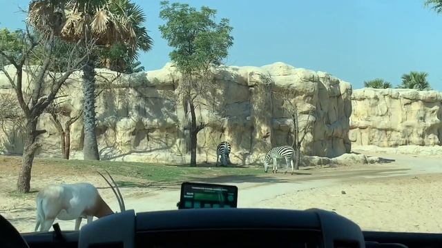Dubai Safari Park i Gezdik / Dubai Safari Park Adventure / Quick Tour of Safari Park