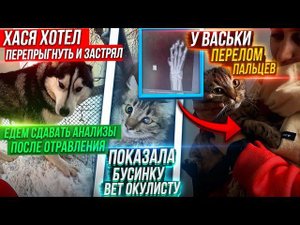 Хася кричал, оказалось♀️. у Васьки перелом♀️ Попытаемся Бусе восстановить глаз. Анализы Хаси.