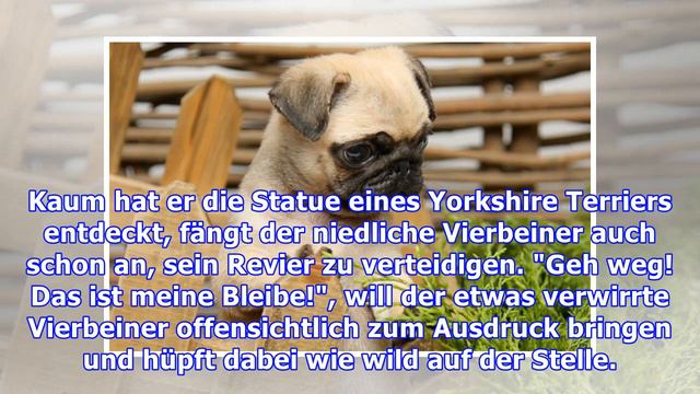 Süßer Mops verwirrt von Hunde-Statue смотреть онлайн