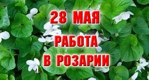 28 мая. Еще одно колесо выбросила, работа в розарии