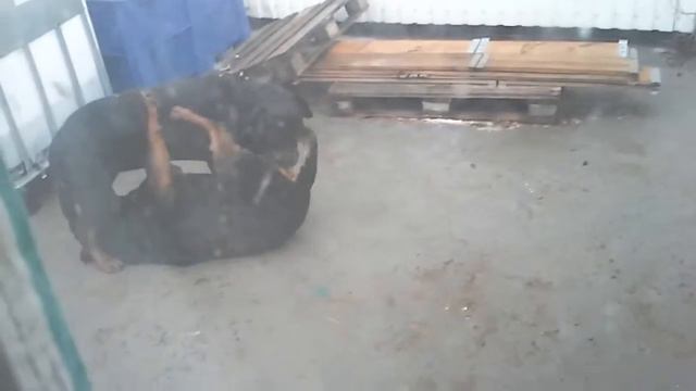 Чим займаються собаки коли господарів немає в будинку. смотреть онлайн