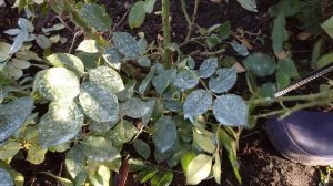 ОСЕННЯЯ ОБРЕЗКА КУСТОВЫХ РОЗ?