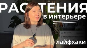 Комнатные растения в интерьере: как сочетать, где расположить, какие горшки?