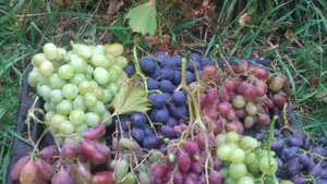 Удобрение и подкормка винограда осенью и весной