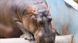 Rayappa, The hippopotamus, Hippopotamus amphibius